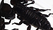 Scorpions in laboratory container