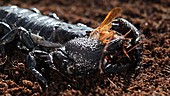 Scorpion feeding on cockroach