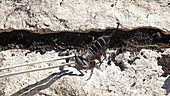 Scorpion raising claws in defense