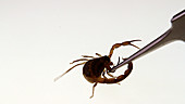 Scorpion raising sting in defense