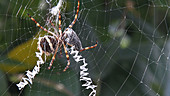 Silver orb weaver cutting fly from silk