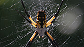 Yellow garden orb weaver darts after fly