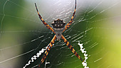 Silver orb weaver tensing web strands