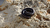 Millipede uncoiling