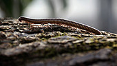 Millipede walks across log