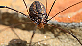 Harvestman moves it mouthparts