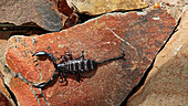 Flat rock scorpion scurrying across rocks