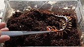 Vietnamese centipede being fed