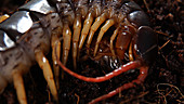 Vietnamese centipede eating insect