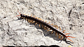 Vietnamese centipede scurries across rock