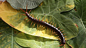 Vietnamese centipede on leaf