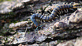 Eastern bark centipede scurries across log