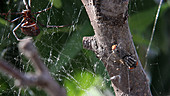 Fly struggling in black widow web