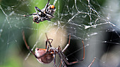 Black widow spider wrapping housefly