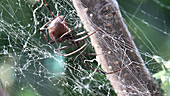 Black widow spider maintaining web