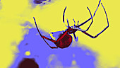 Black widow spider climbing in web