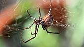 Black widow spider hanging from web