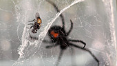 Housefly struggling in black widow web