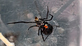 Housefly drops from black widow web