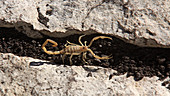 Arizona scorpion scurrying across rocks