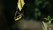 Butterfly struggling in spider web