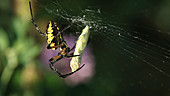 Argiope spider wrapping butterfly in silk