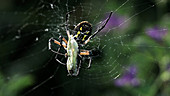 Argiope spider wrapping butterfly in silk