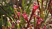 American pitcher plant close up
