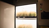 Arabidopisis growing in green house