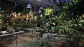 Plants growing in university green house