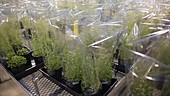 Arabidopisis growing in green house