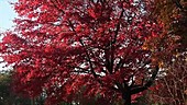 Red maple tree