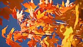 Sugar maple leaves