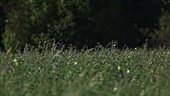 Butterflies visiting alfalfa flowers