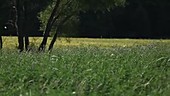 Butterflies visiting alfalfa flowers