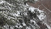 Fresh snow clinging to branches