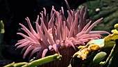 Beadlet anemone