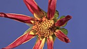 Dahlia Star flower, timelapse