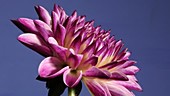 Dahlia Rosella flower, timelapse
