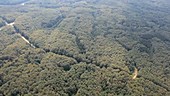 Forest, aerial