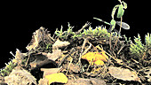 Chanterelle mushrooms growing