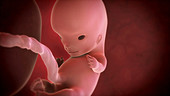 Ten-week-old foetus