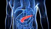 Healthy pancreas
