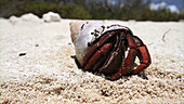 Hermit crab retreating