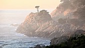 Point Lobos, California, USA