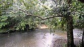 Tropical rainforest river