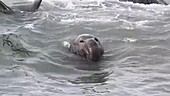 Northern elephant seals