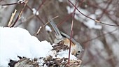 Titmouse, sparrow and cardinals