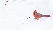Cardinals and sparrow pecking at seeds
