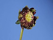 Dahlia flower bud, timelapse